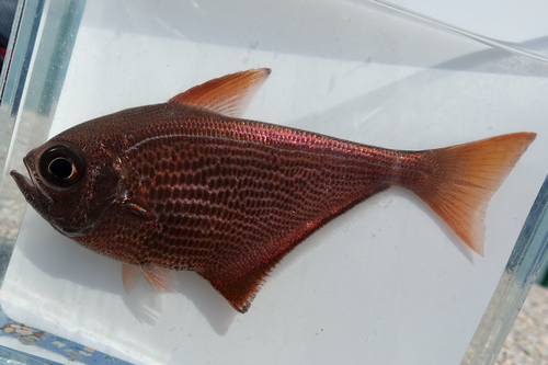 Pempheris malabarica observed 2026-05-27