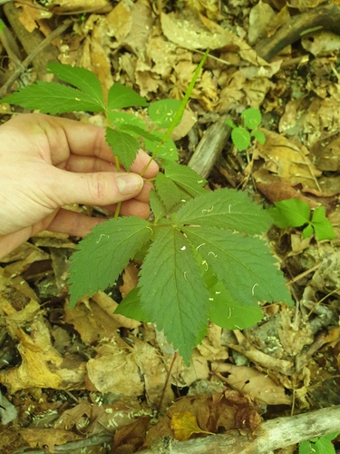Hylomecon vernalis, photograph 4