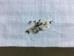 Neoleucinodes