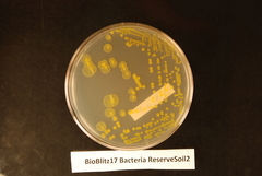 Pseudomonas