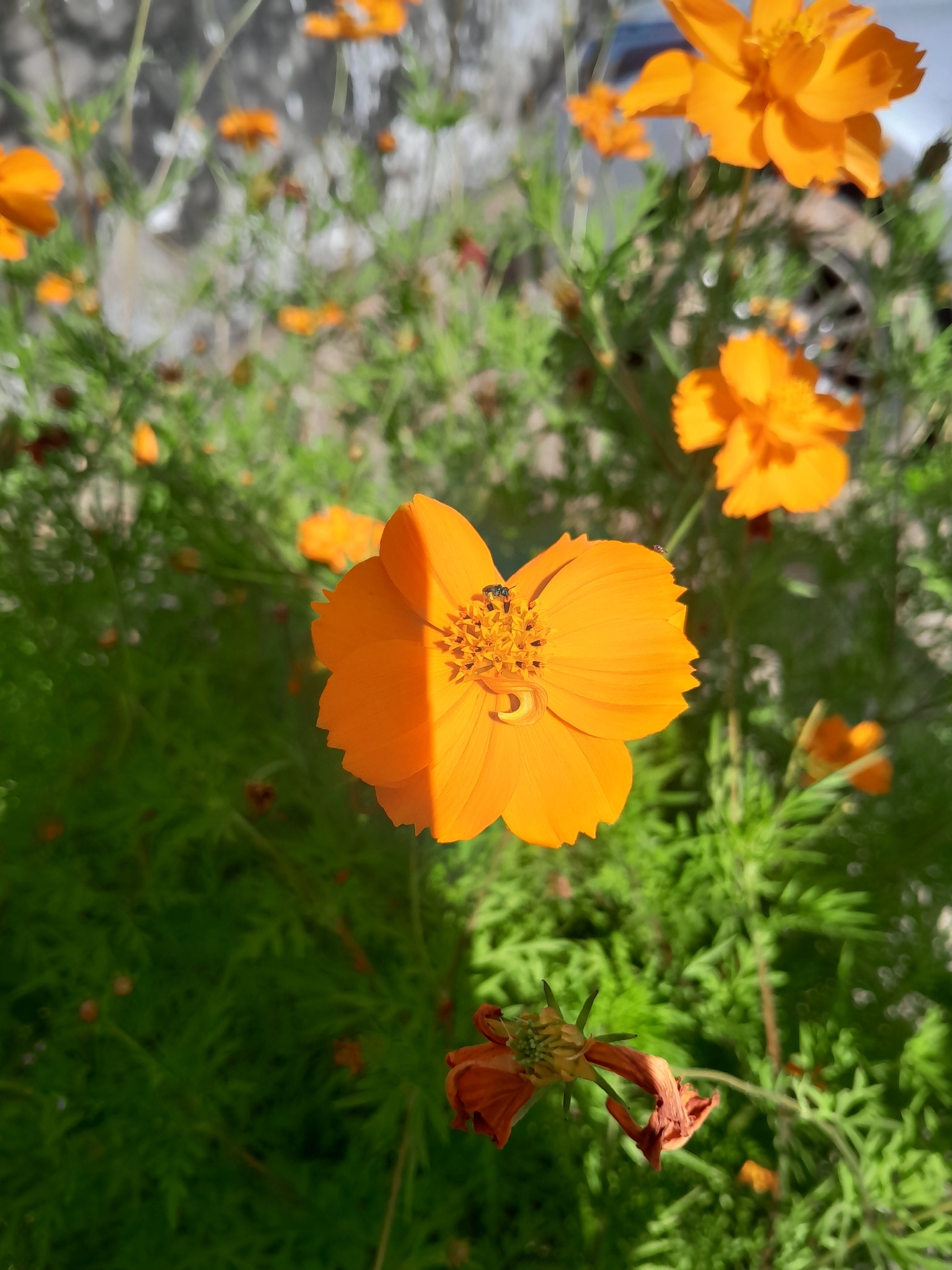 Cosmos sulphureus