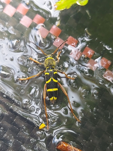 Wasp Beetle