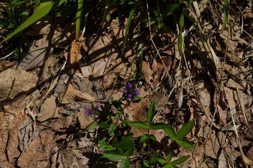 Appendiculate Carpenter Bee