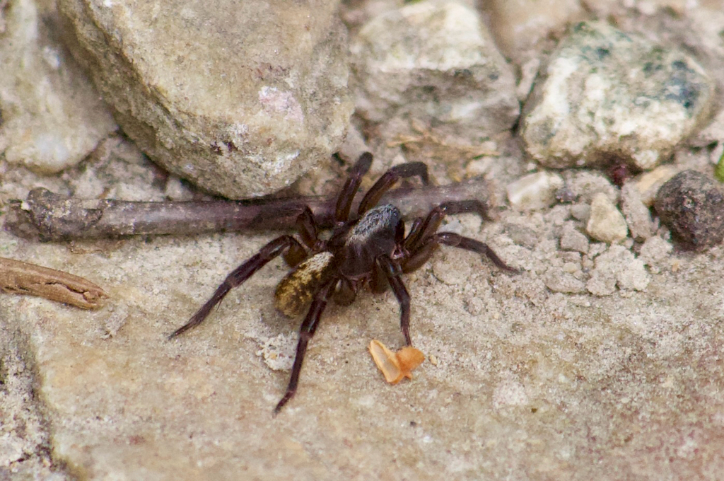 Arctosa lutetiana