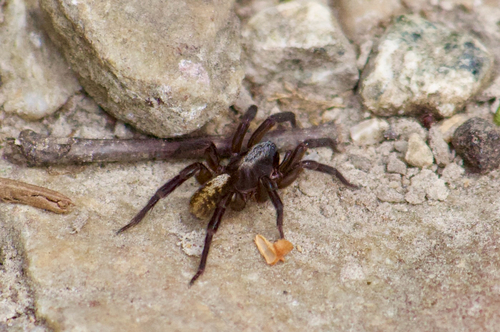 Arctosa lutetiana