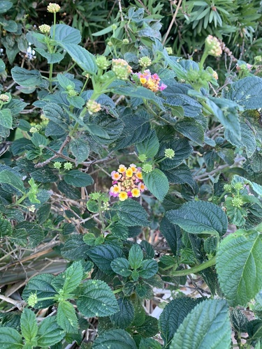 common lantana