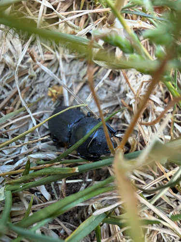 Lesser Stag Beetle