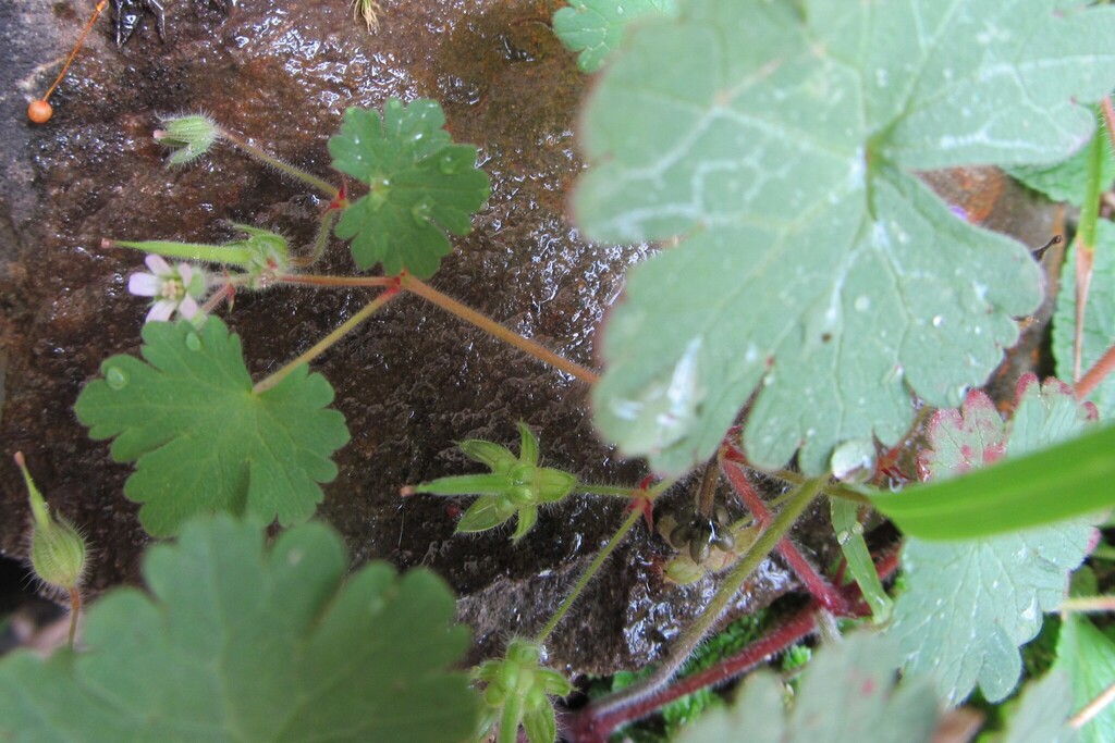 Roundleaf geranium (Geranium rotundifolium)