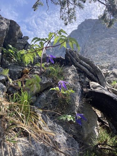 Alpine Clematis