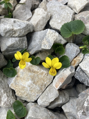 Twoflower Violet