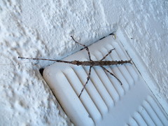 Acanthoxyla geisovii