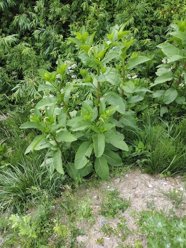 American pokeweed