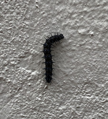 Garden Acraea