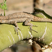 Colorado River Tree Lizard - Photo (c) Flaxington, some rights reserved (CC BY-NC), uploaded by Flaxington