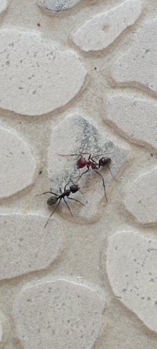 Nodal Desert Ant