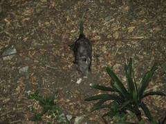 Didelphis virginiana