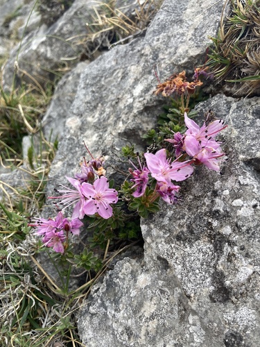 Dwarf Alpenrose