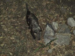 Didelphis virginiana