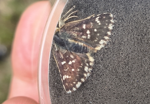 Red-underwing Skipper
