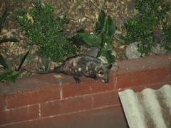 Didelphis virginiana