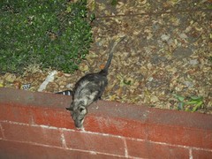 Didelphis virginiana