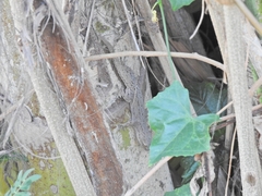 Hemidactylus frenatus