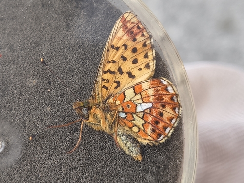 Pearl-bordered Fritillary