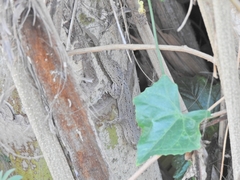 Hemidactylus frenatus