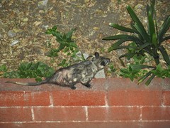 Didelphis virginiana