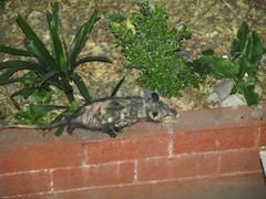 Didelphis virginiana