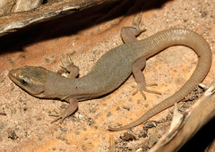 Xantusia wigginsi