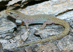 Xantusia wigginsi