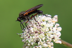 Empis tessellata