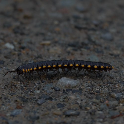 Yellow-spotted millipede