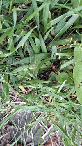 Brown-black Carpenter Ant