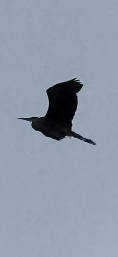 Grey Heron