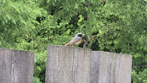 Common Redstart