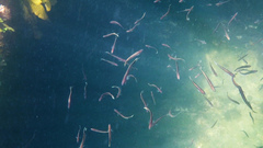 Trachinops caudimaculatus