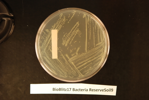 Family Comamonadaceae · iNaturalist