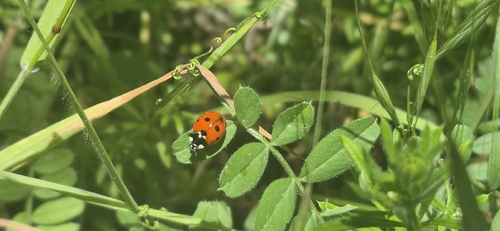 Seven-spotted Lady Beetle