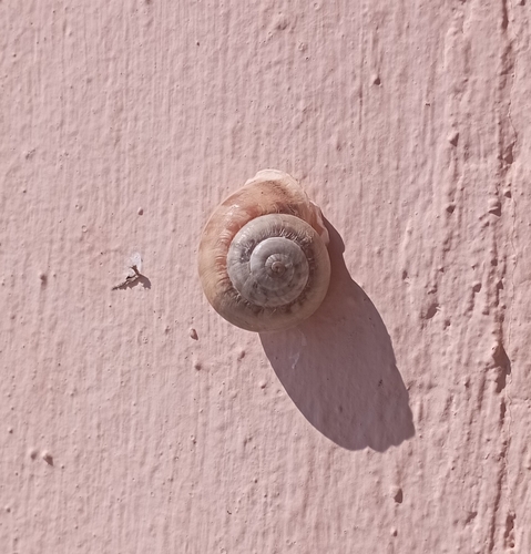 Chocolate-band Snail