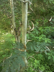 Vachellia collinsii