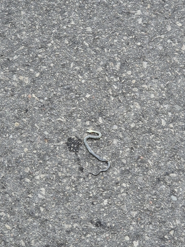 grass snake