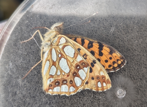Queen of Spain Fritillary