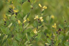 Baptisia nuttalliana