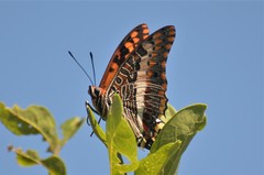 Charaxes saturnus saturnus