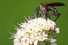 Empis tessellata