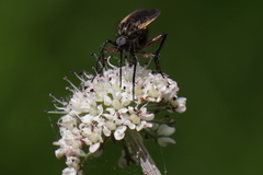 Empis tessellata