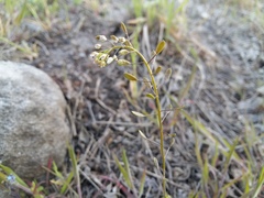 Draba muralis