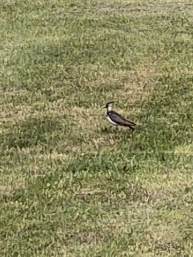Northern Lapwing